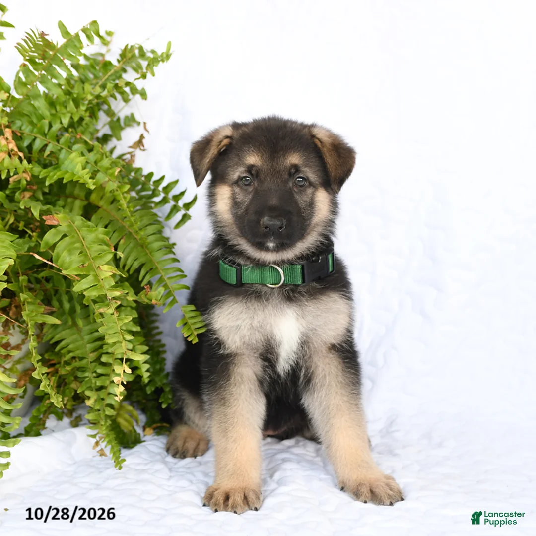 German Shepherd dogs for sale: Ramona - Ad 1