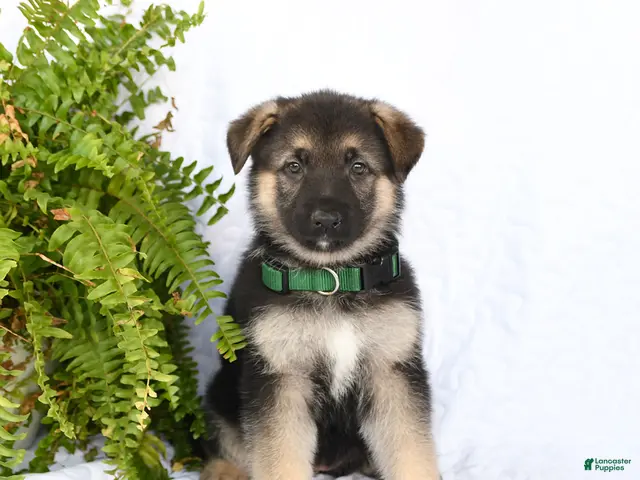 German Shepherd dogs for sale: Ramona - Ad 1