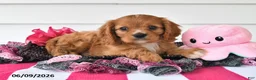 Cavalier King Charles Spaniel dogs for sale: Terry - Ad 4