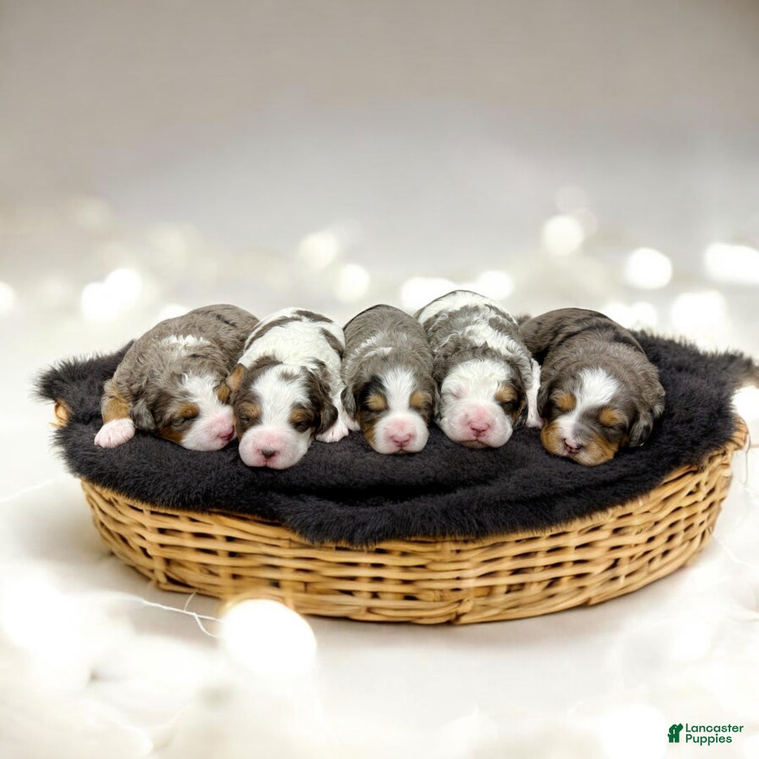 Mini Bernedoodle dogs for sale: Enzo - Ad 10