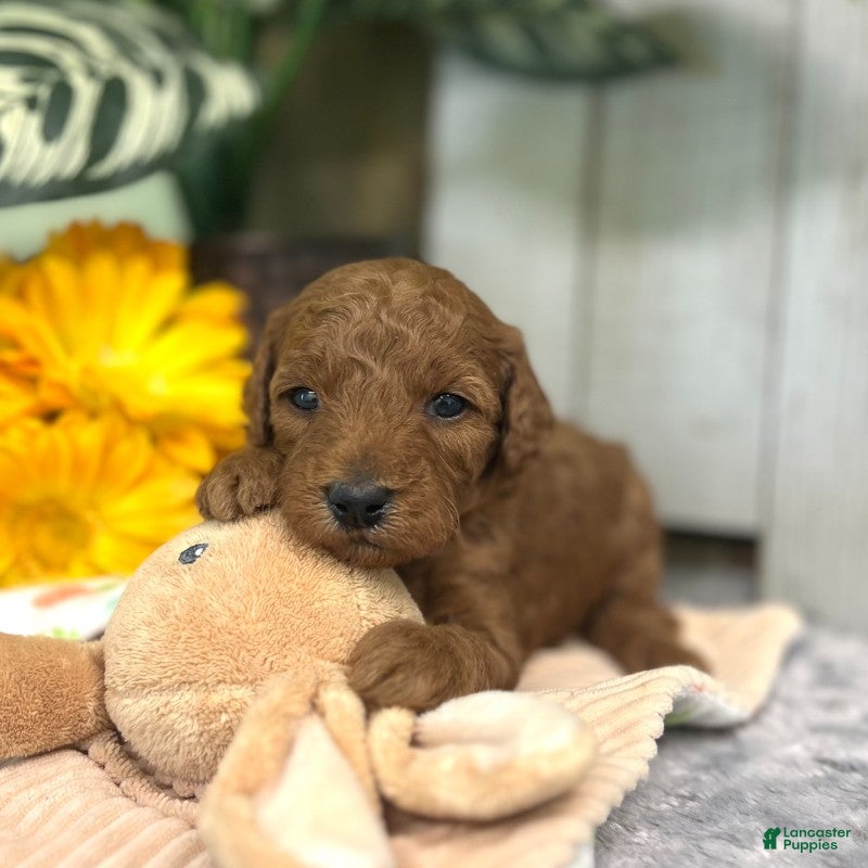Mini Goldendoodle dogs Bentley (Micro Mini Boy) - Ad 2