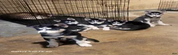 Siberian Husky dogs for sale: Siberian Husky Puppy 1 - Ad 1