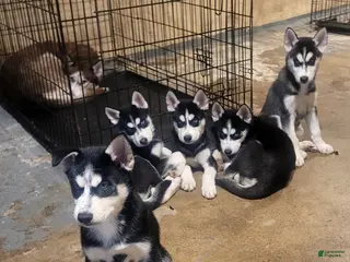 Siberian Husky dogs Siberian Husky Puppy 1 - Ad 26