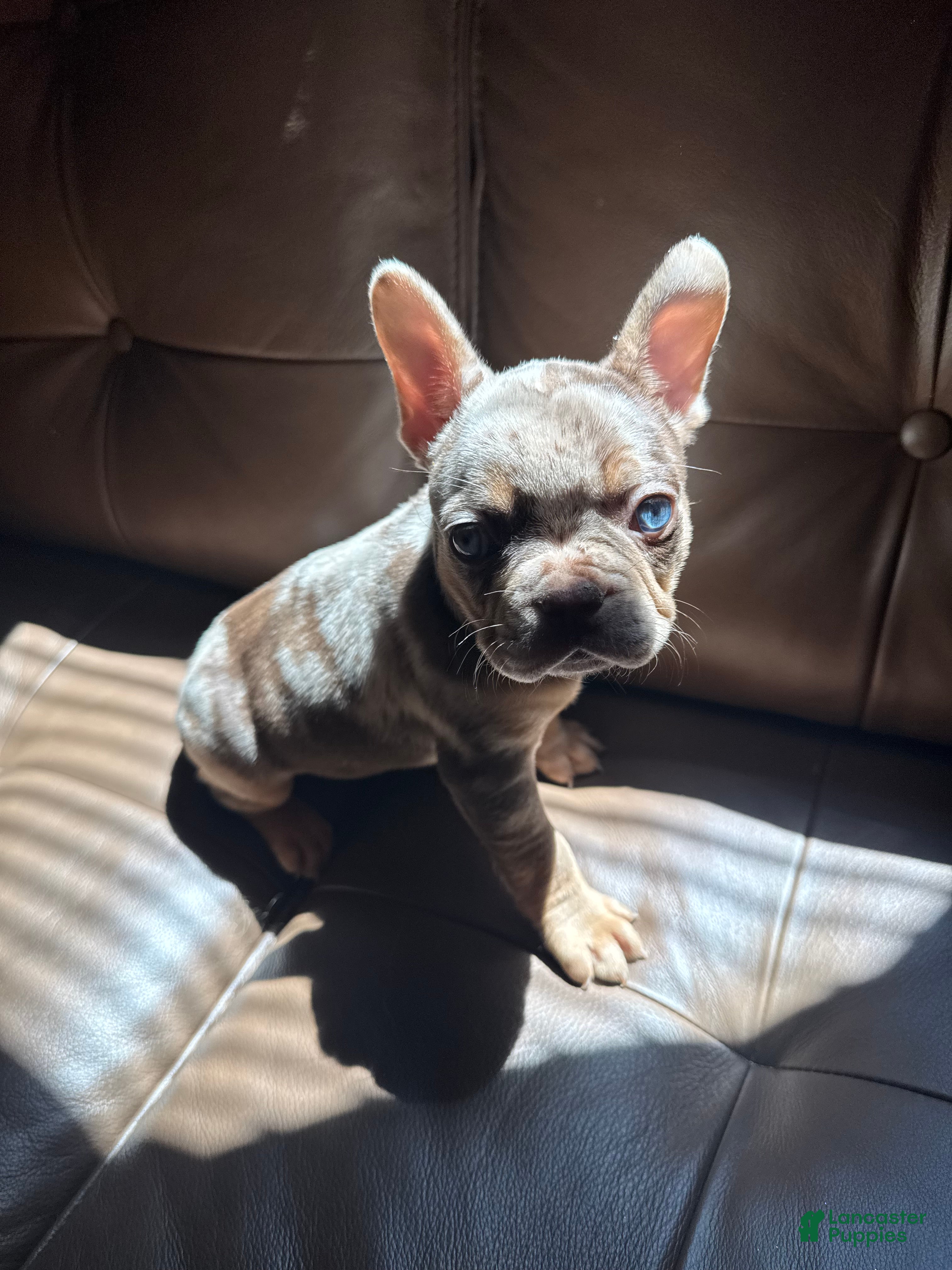 French Bulldog dogs SHE DEVIL - Ad 2