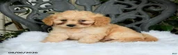 Cavapoo dogs for sale: Tessie - Ad 2