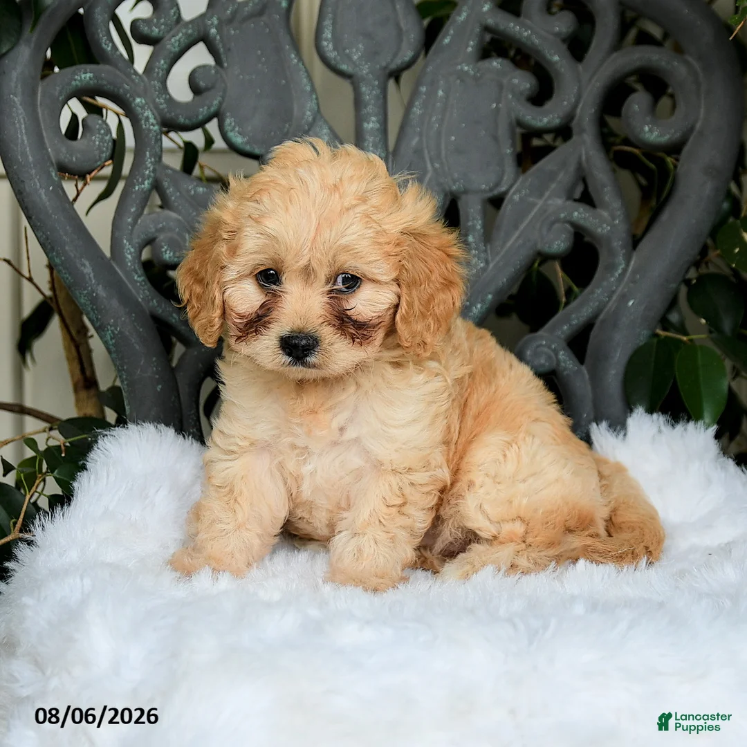 Cavapoo dogs for sale: Tessie - Ad 2