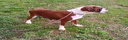 Boxer dogs for sale: Kian - Ad 7