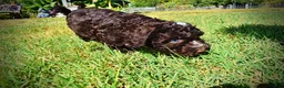 Havapoo dogs for sale: Jasper-LABOR DAY SALE-TAKE $100 OFF!!! - Ad 14