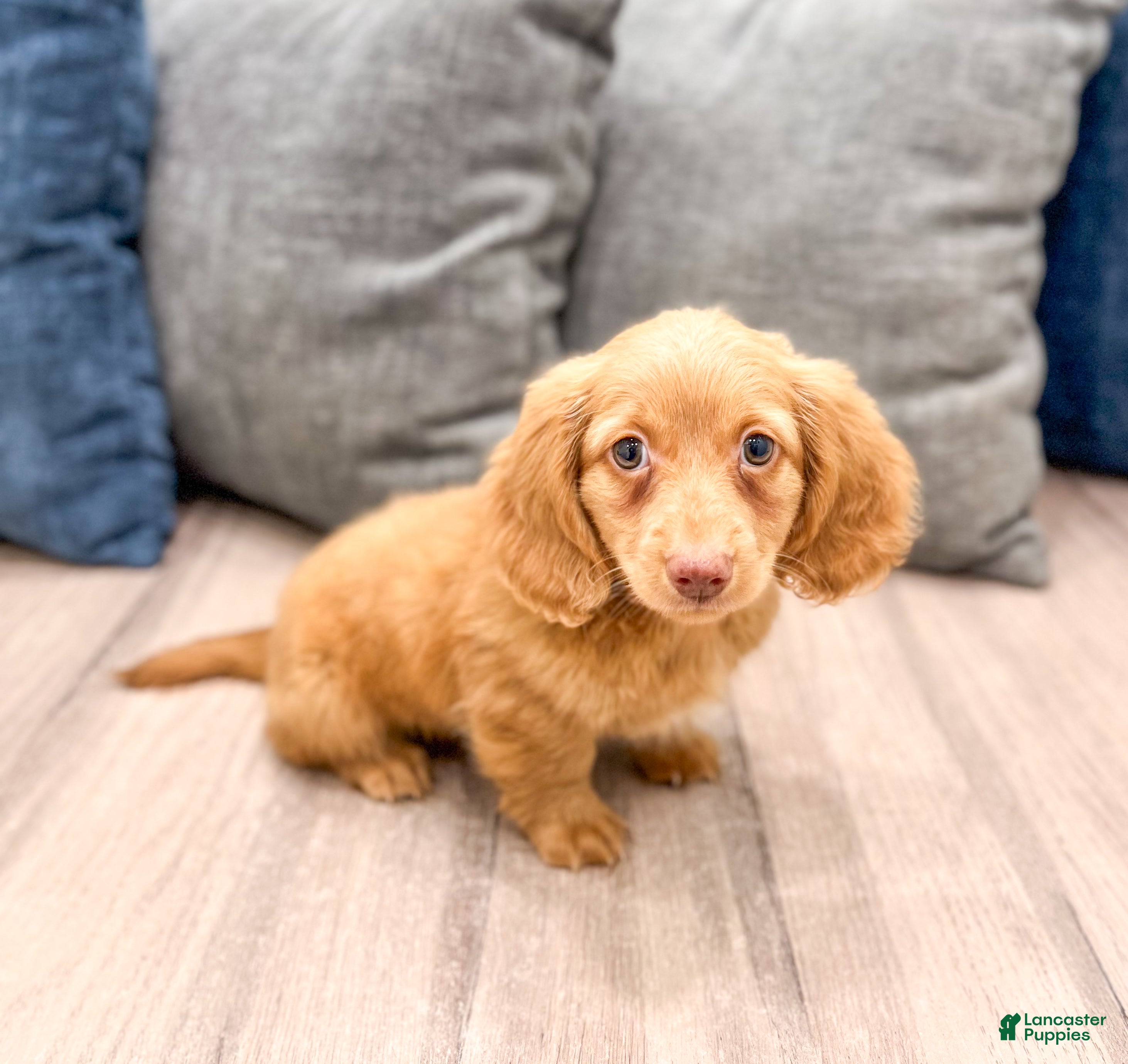 Miniature Dachshund dogs for sale: Callie - Ad 2