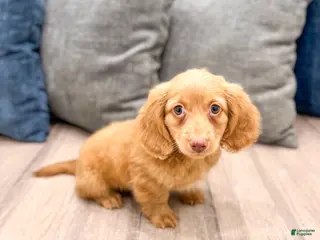 Miniature Dachshund dogs for sale: Callie - Ad 2