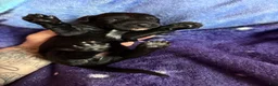 Xoloitzcuintle dogs for sale: Batman and Luke cage (two male coated pups separate litter) - Ad 8