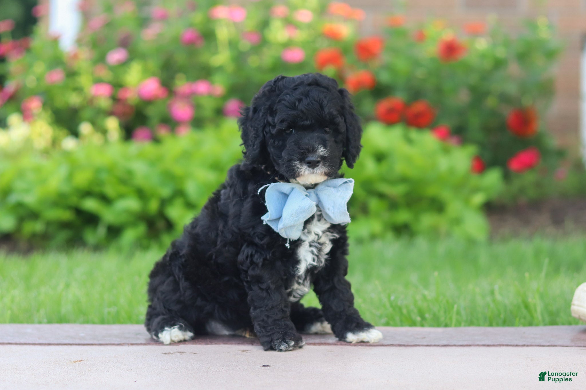 Mini Goldendoodle dogs for sale: Mason  - Ad 2