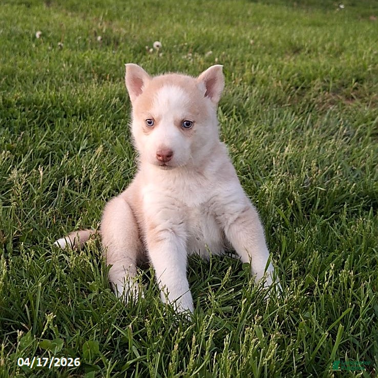 Gerberian Shepsky dogs Penny - Ad 1