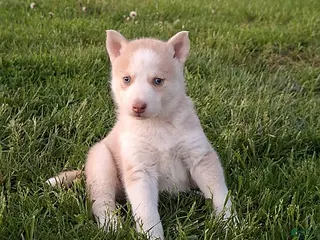 Gerberian Shepsky dogs for sale: Penny - Ad 2