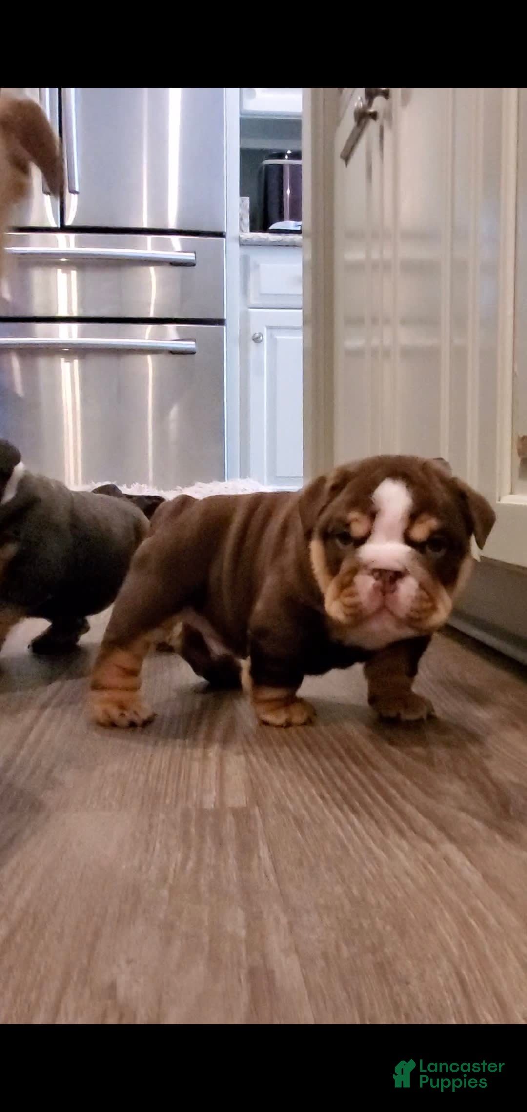 Gallery Image {{count}}