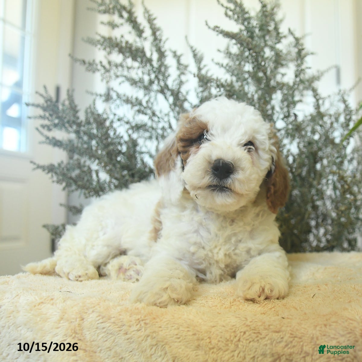 Miniature Poodle dogs Max - Ad 2
