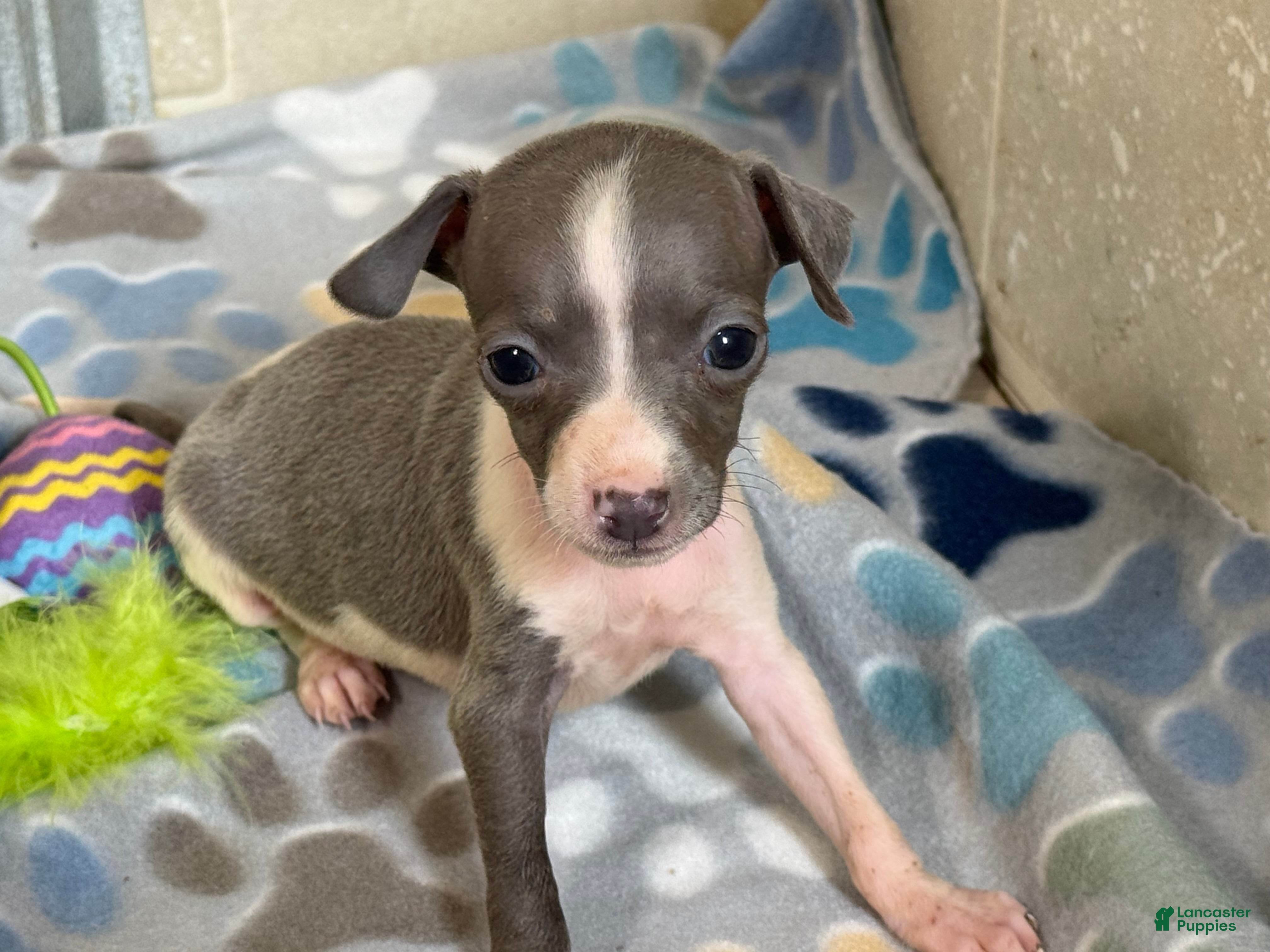 Italian Greyhound dogs Tiny Tot - Ad 1