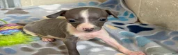 Italian Greyhound dogs for sale: Tiny Tot - Ad 1