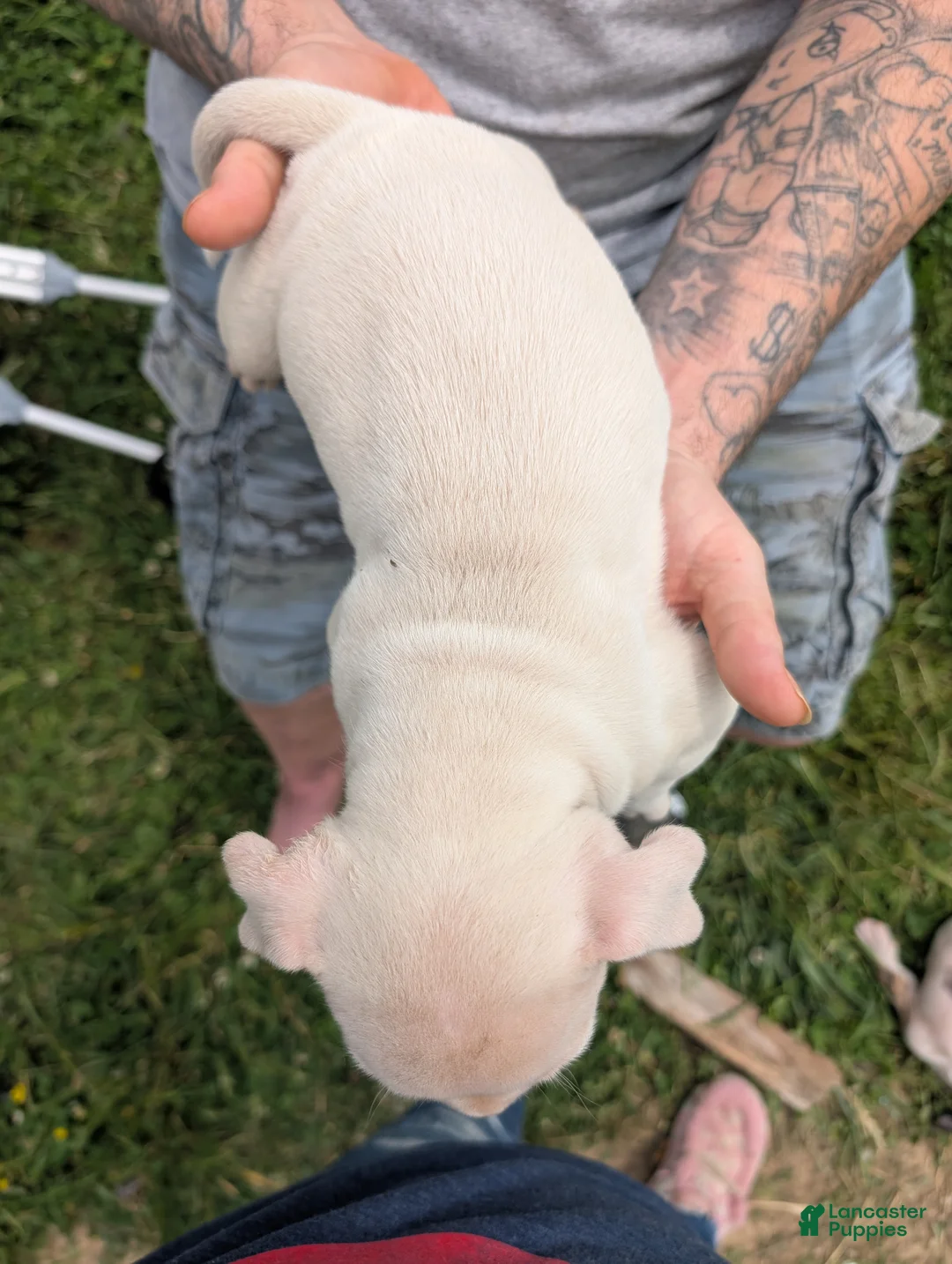 American Pit Bull Terrier dogs for sale: American Pit Bull Terrier Puppy 7 - Ad 2