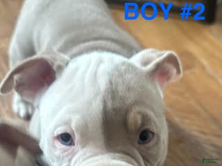 American Bully dogs American Bully Puppy 4 - Ad 34