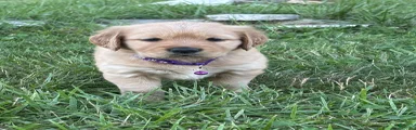 Golden Retriever 5