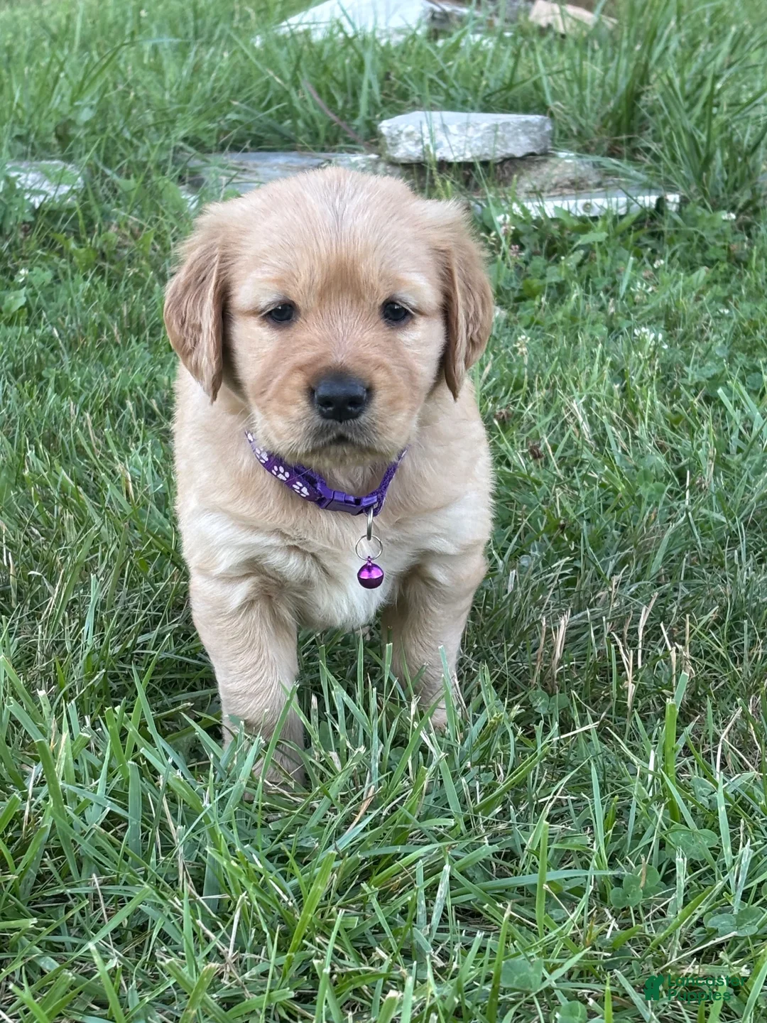 Golden Retriever dogs for sale: Golden Retriever 5 - Ad 1