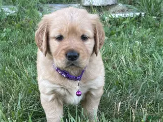 Golden Retriever dogs Golden Retriever 5 - Ad 6
