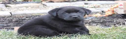 Labrador Retriever dogs for sale: Luke - Ad 4