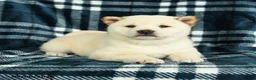 Shiba Inu dogs for sale: Snowflake - Ad 2
