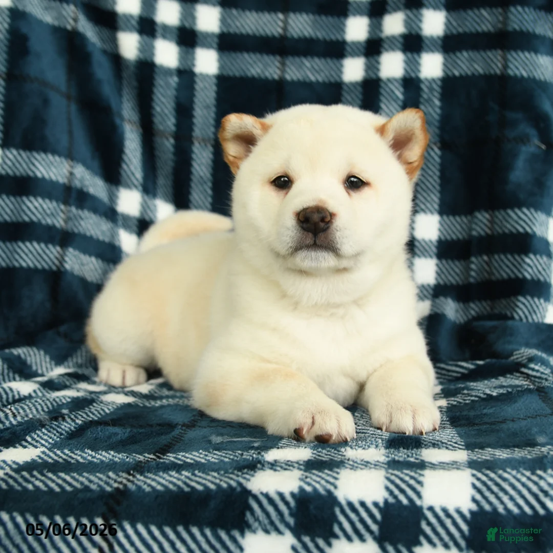 Shiba Inu dogs for sale: Snowflake - Ad 2