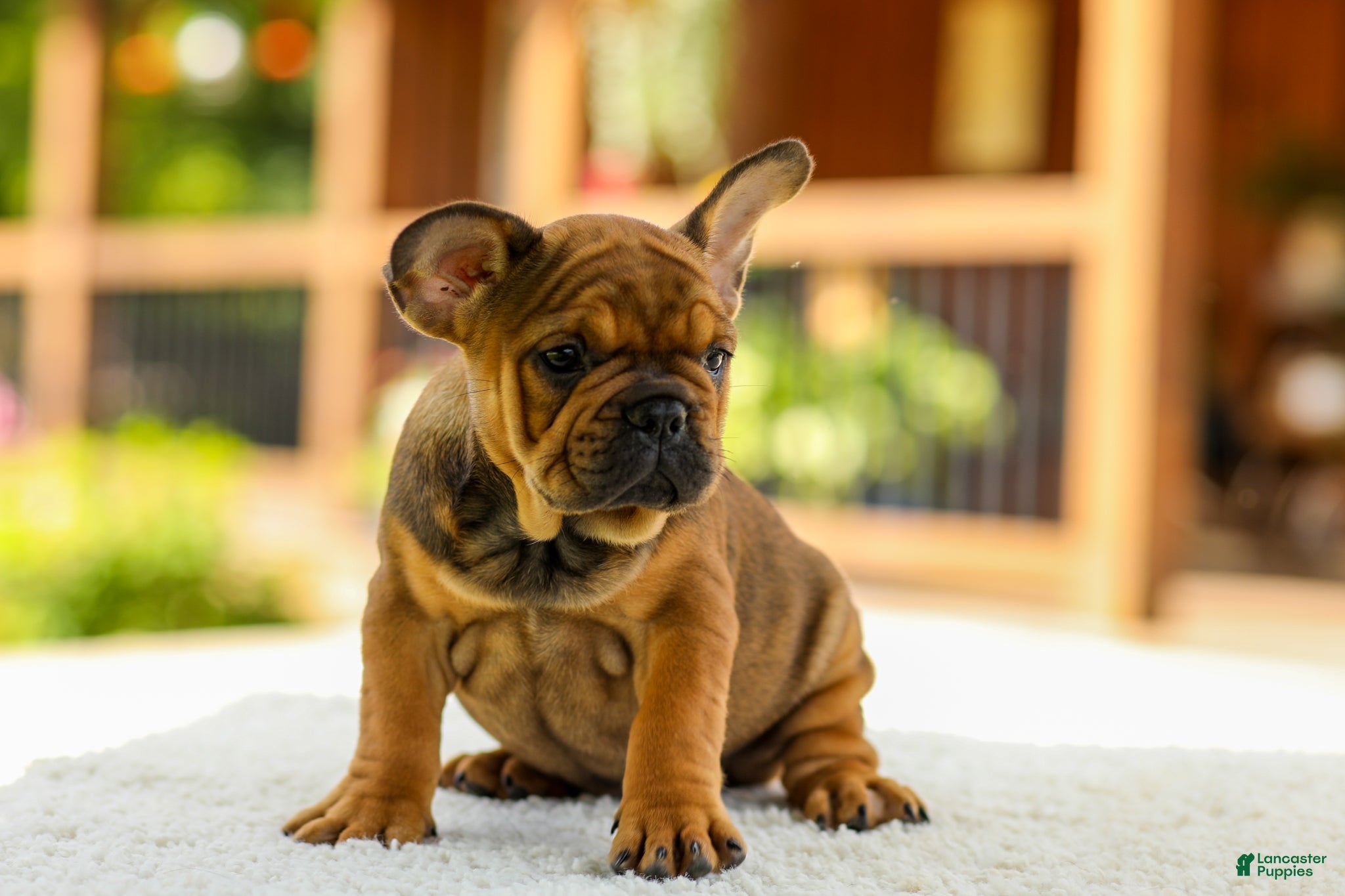 French Bulldog dogs Olivia – Fawn Brindle - Ad 2