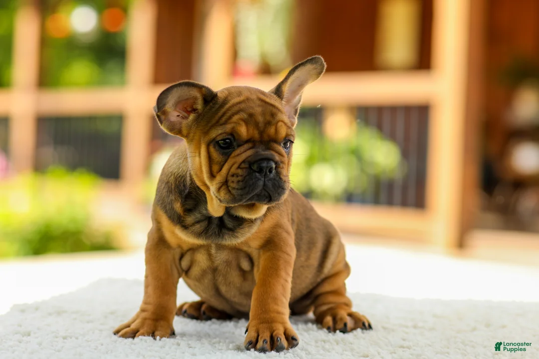 French Bulldog dogs for sale: Olivia – Fawn Brindle - Ad 2