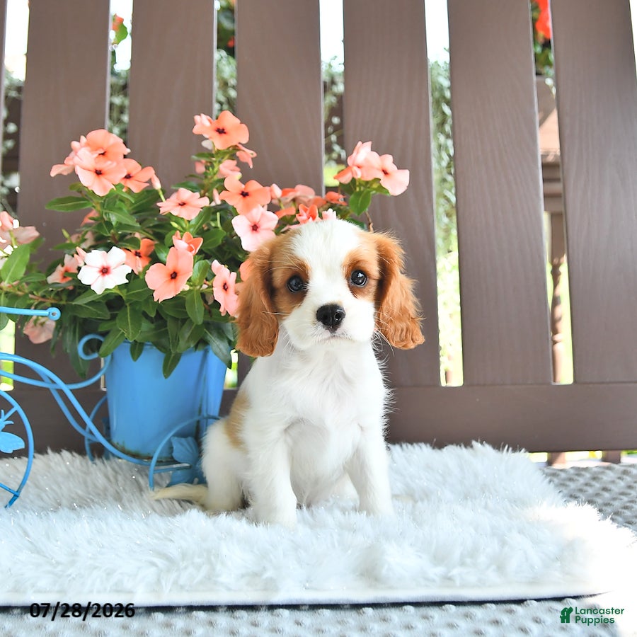 Cavalier King Charles Spaniel dogs Jaxton - Ad 1