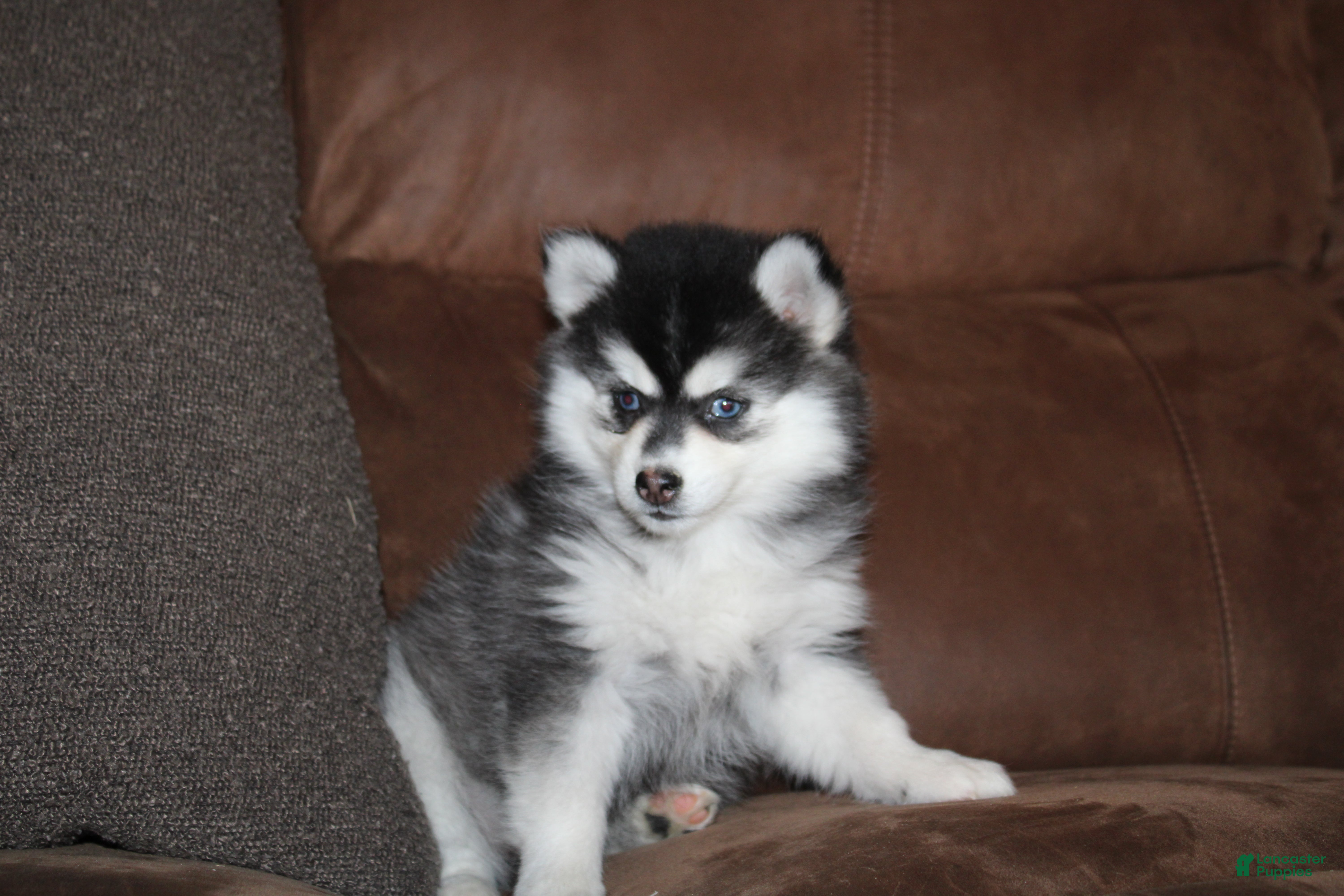 Pomsky (Pomsky, Female) in Apple Creek, OH