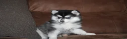 Pomsky dogs for sale: Kate READY NOW  - Ad 1