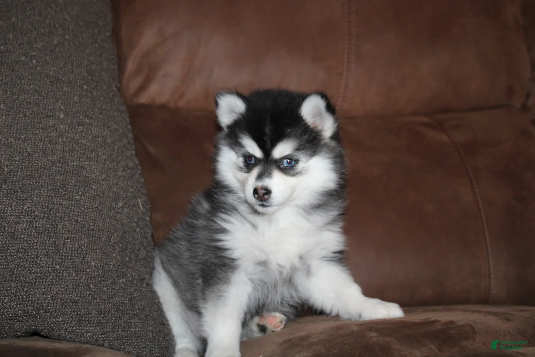 Pomsky dogs for sale: Kate READY NOW  - Ad 1