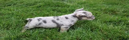 French Bulldog dogs for sale: Luna - Ad 4