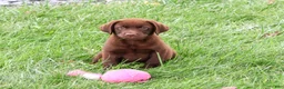 Labrador Retriever dogs for sale: Tootsie - Ad 4