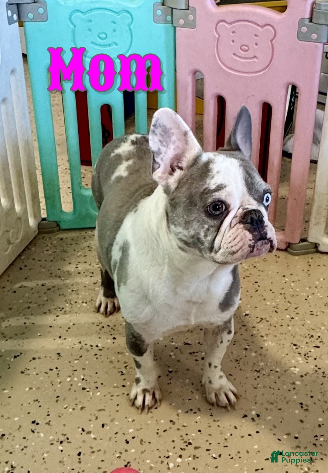 French Bulldog dogs for sale: Dixie - Ad 7