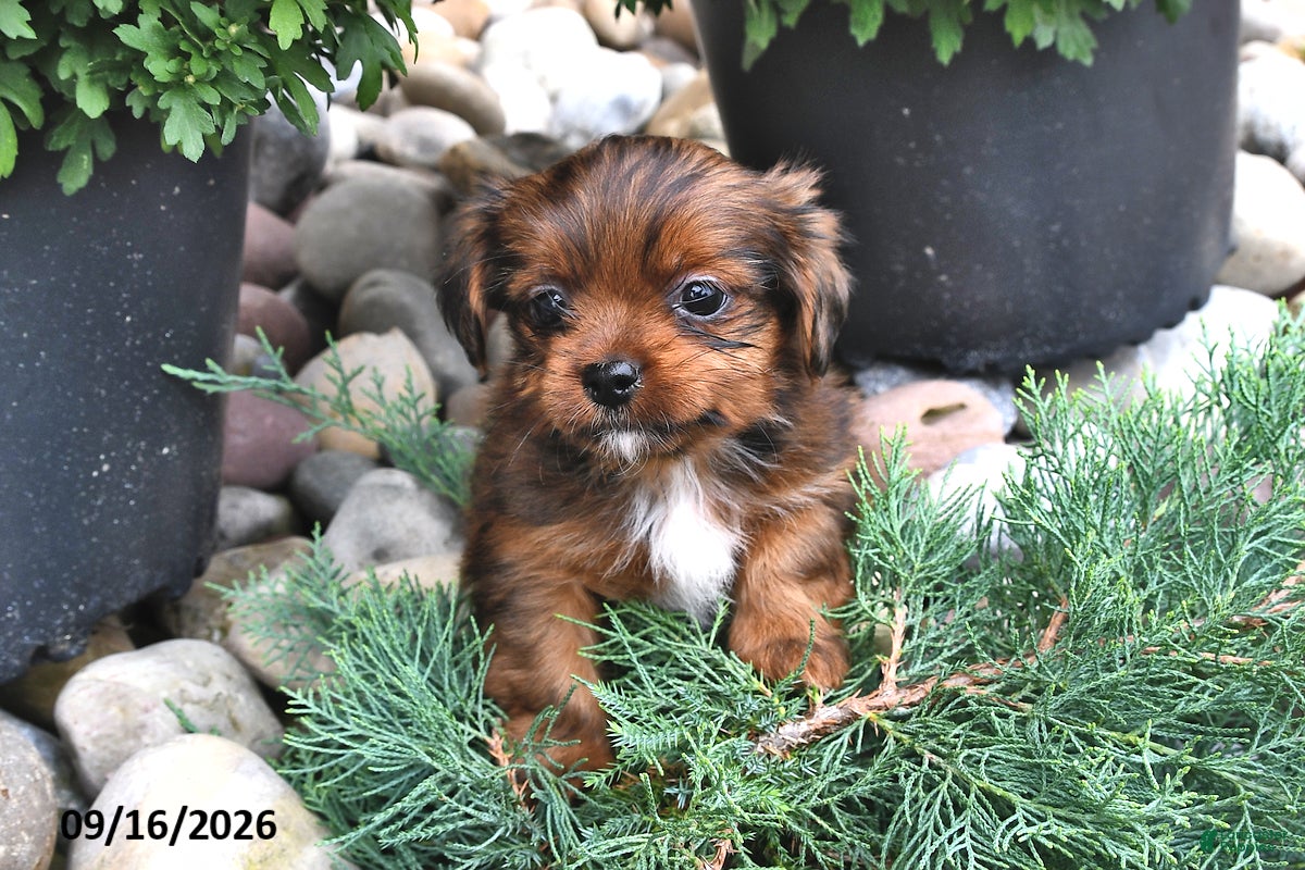 Shorkie dogs Brooke - Ad 1