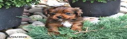 Shorkie dogs for sale: Brooke - Ad 1