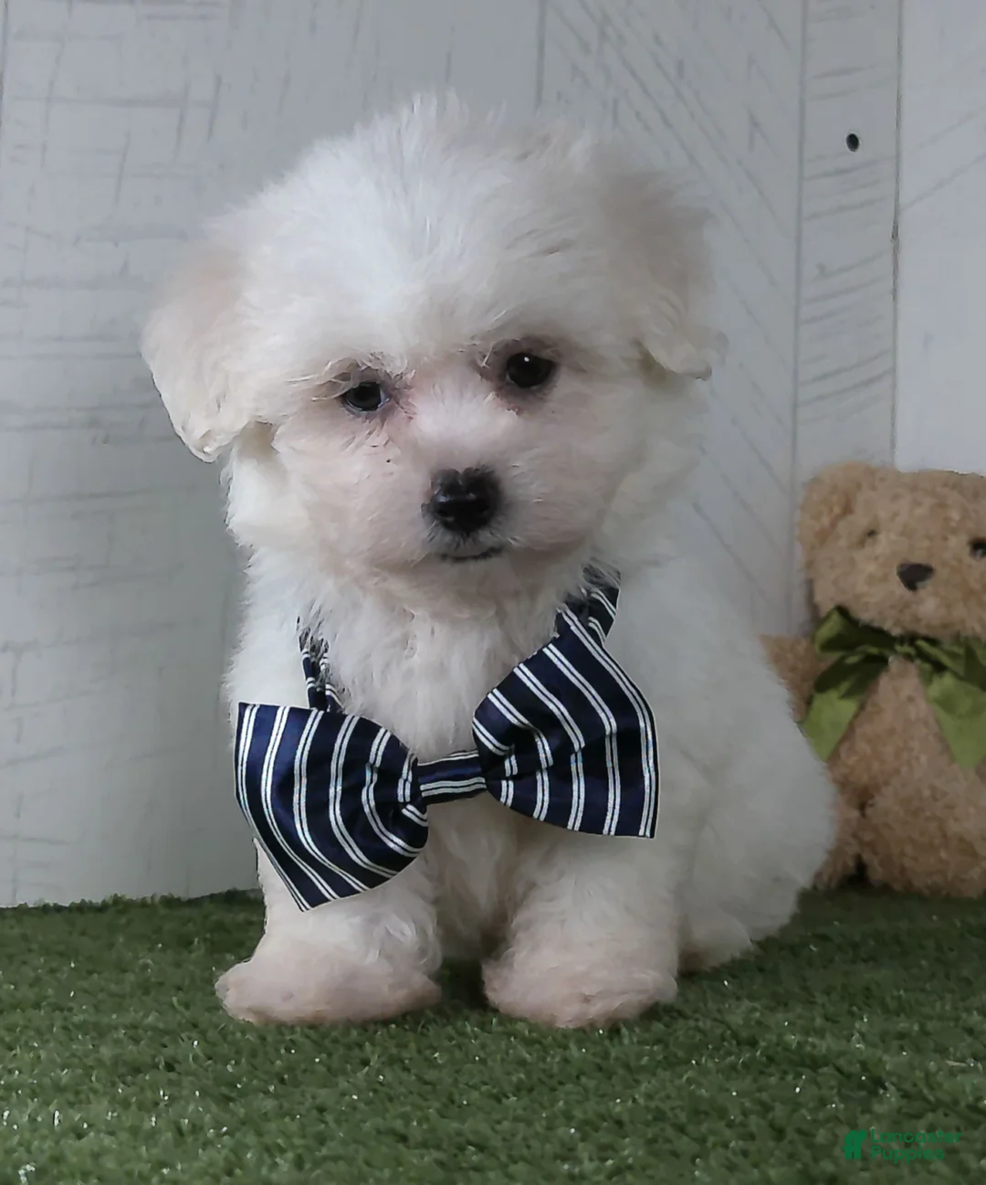 Teddy Bear dogs for sale: Bennet - Ad 5