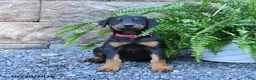 Doberman Pinscher dogs for sale: Pixie - Ad 4