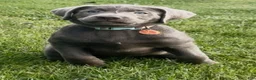 Labrador Retriever dogs for sale: Labrador Retriever 1 - Ad 15