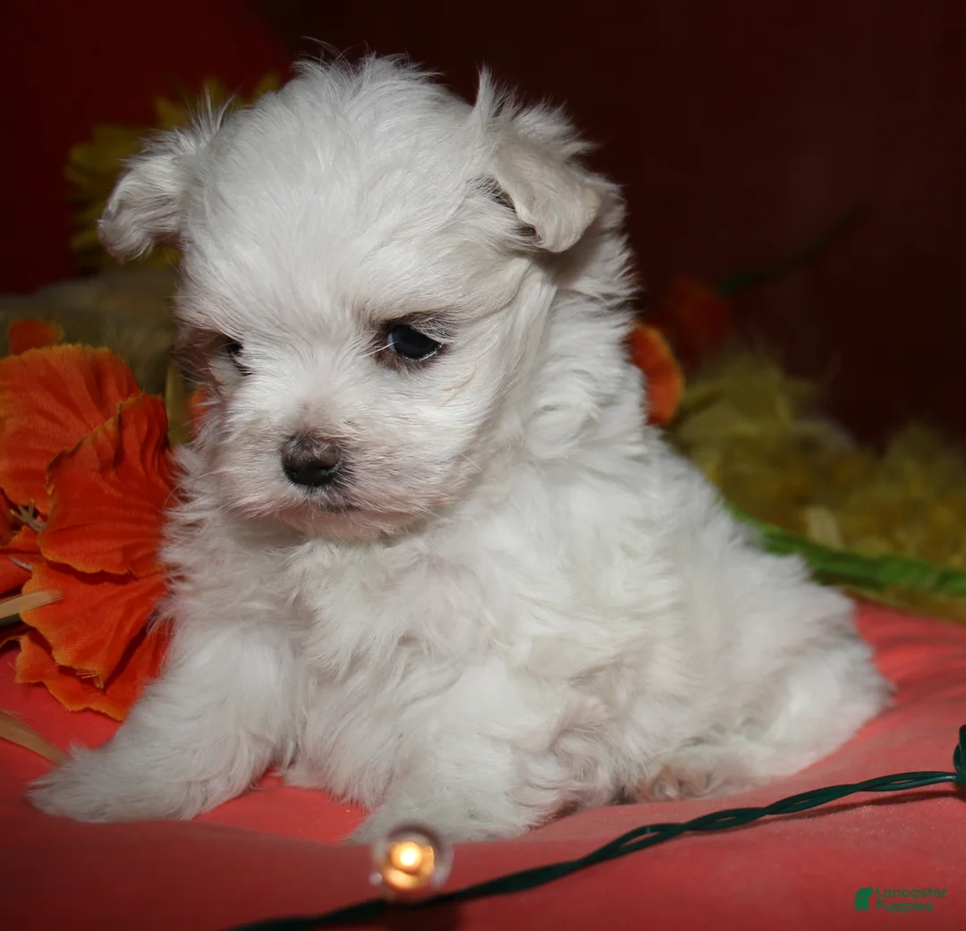 Maltese dogs for sale: Casper - Ad 1
