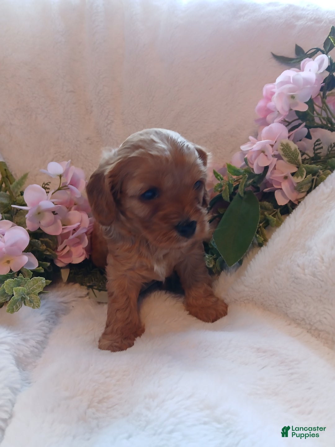 Cavapoo dogs for sale: Cathy - Ad 13