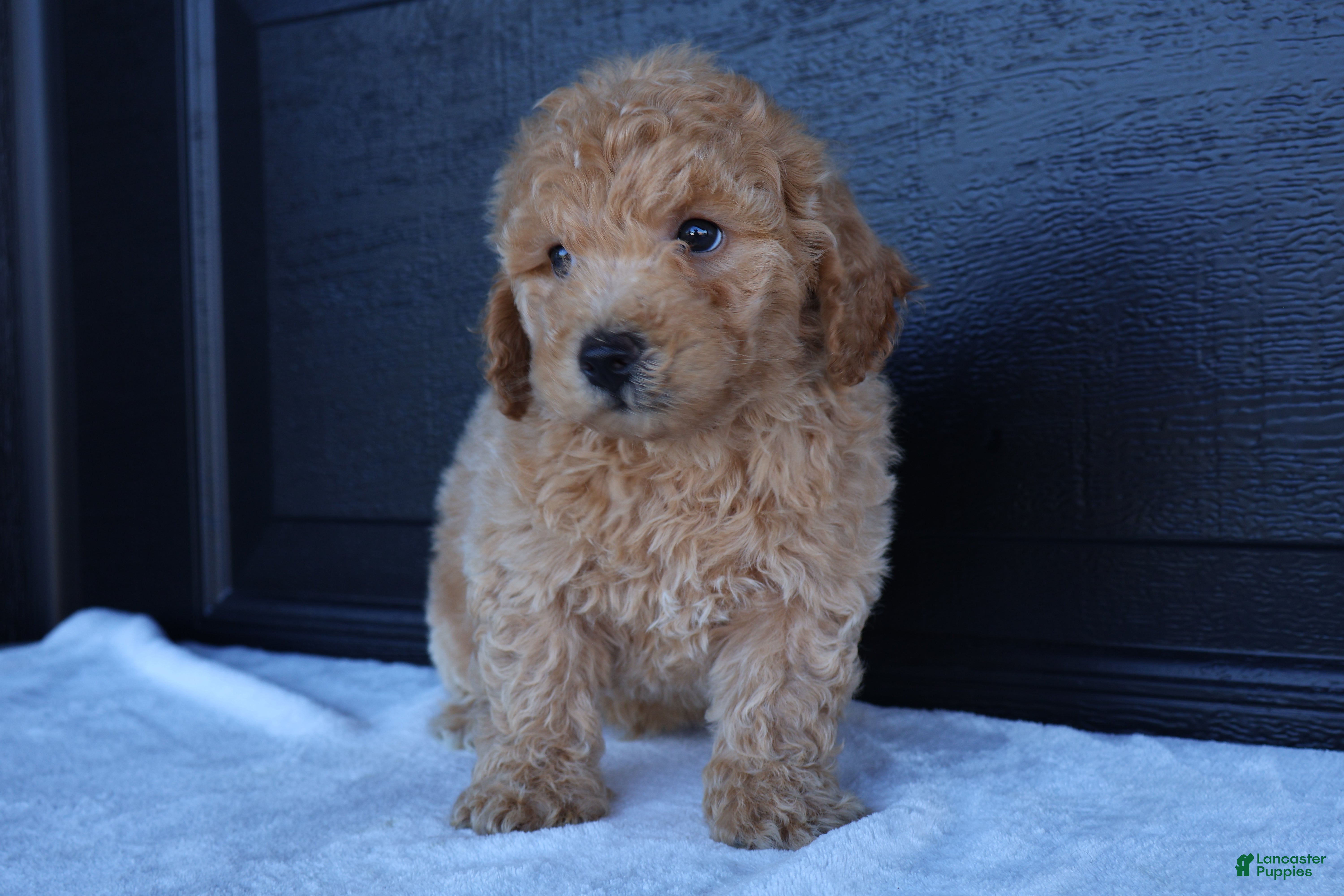Bichpoo dogs Snickers - Ad 2