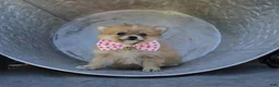 Pomeranian dogs for sale: Shadow - Ad 5