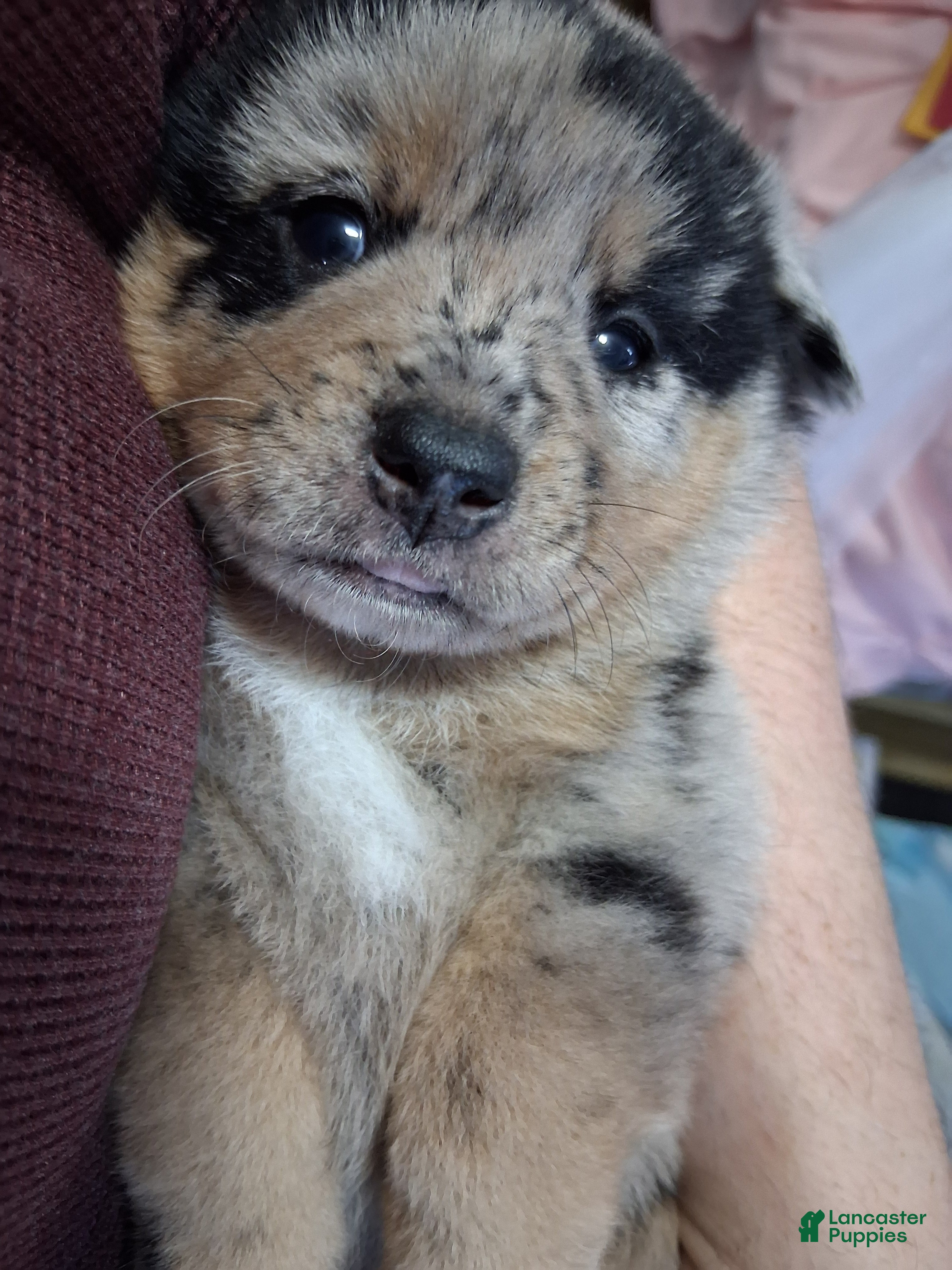 Mixed Breed dogs for sale: Marshall - Ad 3