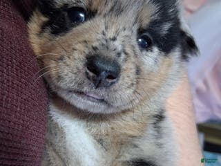 Mixed Breed dogs Marshall - Ad 33